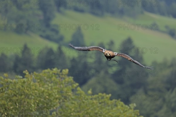 Harris's hawk (Parabuteo unicinctus), Hohenwerfen Castle, Salzburger Land, Austria, falconer, Harris's Hawk, Europe