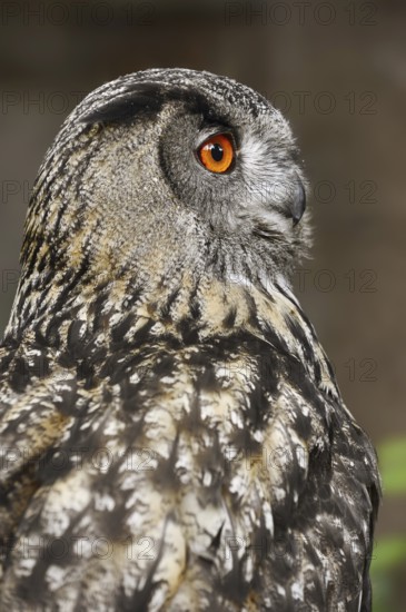 Eurasian eagle-owl (Bubo bubo), portrait, captive, North Rhine-Westphalia, Germany, Europe