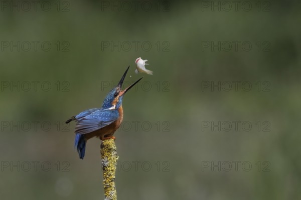 A kingfisher catches a small fish in flight