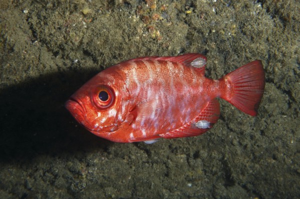 Bigeye perch (Heteropriacanthus cruentatus) with several specimens of isopods (Anilocra), isopods, parasites. Dive site Los Champignones, Las Galletas, Tenerife, Canary Islands, Spain, Europe