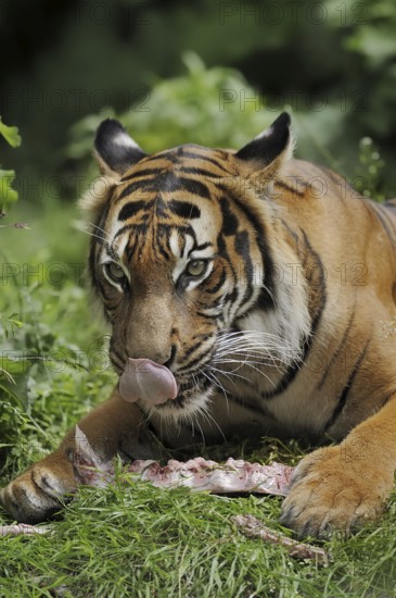 Sumatran tiger (Panthera tigris sumatrae), feeding, captive, occurring on Sumatra, Indonesia, Asia