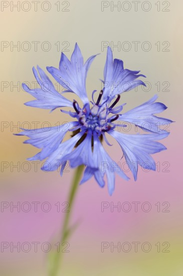 Cornflower (Centaurea cyanus), flower, North Rhine-Westphalia, Germany, Europe