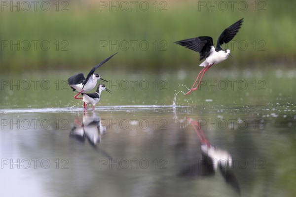 Black-winged Black-winged Stilt (Himantopus himantopus), couple making love in the water, Neusiedler See-Seewinkel National Park, Burgenland, Austria, Europe