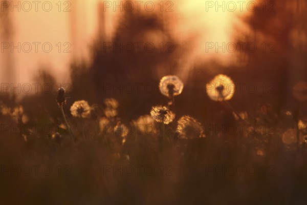 Dandelions in the evening light, May, Germany, Europe