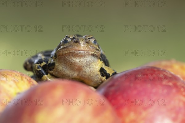 Common frog (Rana temporaria) adult amphibian closing its eyes on a fallen apple fruit on a garden lawn in the summer, England, United Kingdom, Europe