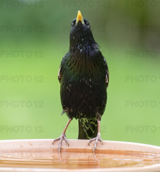 Starling (Sturnus vulgaris) standing on a bird bath, Lower Saxony, Germany, Europe