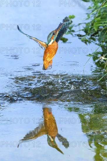 Common kingfisher (Alcedo atthis) flying out of the water after hunting fish, wildife, Catalonia, Spain, Europe