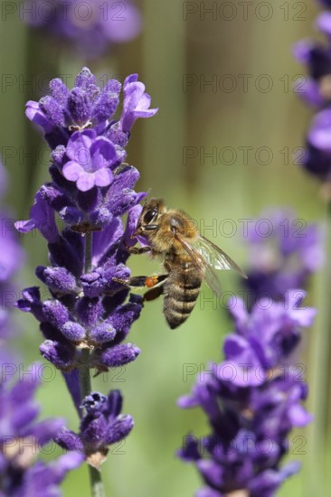 European honey bee (Apis mellifera), collecting nectar from a nearby flower of lavender (Lavandula angustifolia), close-up, macro photograph, Wilnsdorf, North Rhine-Westphalia, Germany, Europe