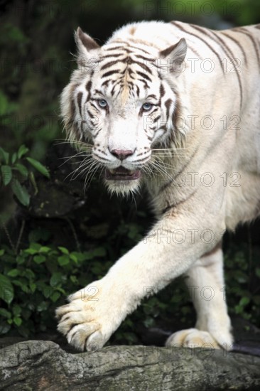 White Bengal Tiger (Panthera tigris tigris), Bengal Tiger, Indian Tiger, Adult, portrait, running, captive, India, Asia