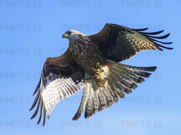 Red Kite, Milvus milvus, bird in flight