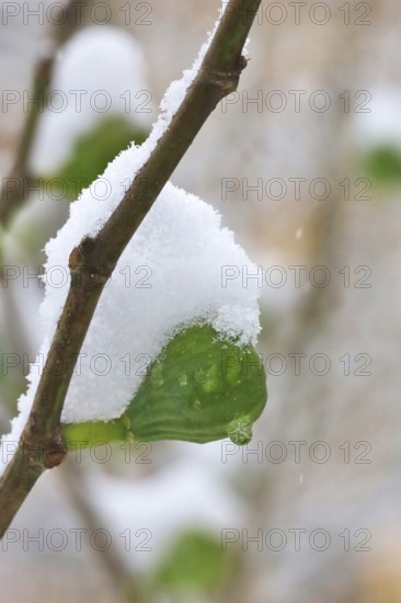 Snow on a fig on a branch, fig tree (Ficus), winter, Germany, Europe