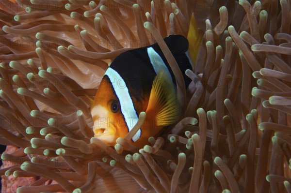 A clownfish, Clark's anemonefish (Amphiprion clarkii), surrounded by the tentacles of a sea anemone, dive site Toyapakeh, Nusa Ceningan, Nusa Penida, Bali, Indonesia, Asia