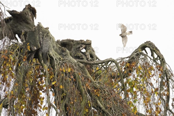 A sparrowhawk (Accipiter nisus) flies over an old tree with drooping branches covered with autumn leaves, Hesse, Germany, Europe