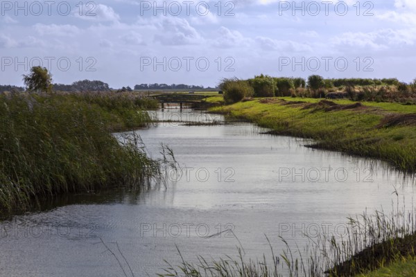 Watercourse surrounded by dense reeds and green banks under a cloudy sky, North Sea island of Texel, Netherlands