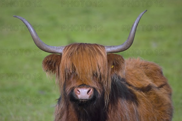 Highland bull, Scottish breed of rustic cattle originated in the Highlands and the Western Islands of Scotland, standing in meadow, pasture