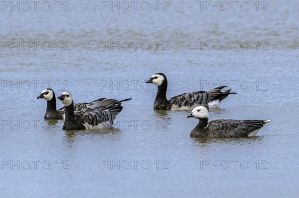 Emperor x barnacle goose hybrid (Anser canagicus x Branta leucopsis) swimming among flock of barnacle geese in pond in summer