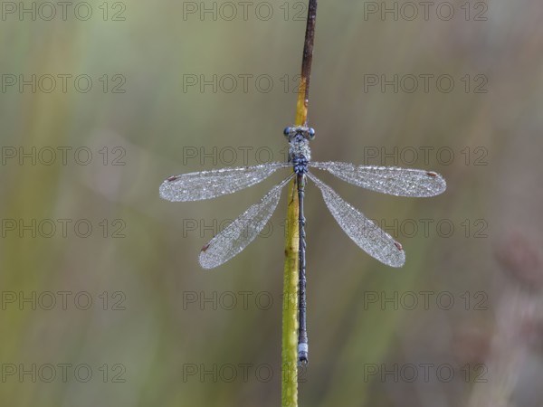 Emerald Damselfly (Lestes sponsa) sits on a rush stalk, the first rays of sunlight dry the wings, which are wetted by the morning dew, North Rhine-Westphalia, Germany, Europe