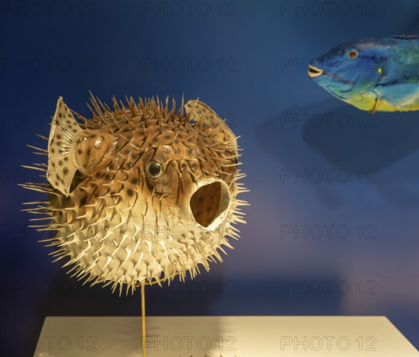 Spotted porcupine fish, Diodan Hystrix, archaeological site and museum of Templo Mayor, Mexico City, Mexico, Central America