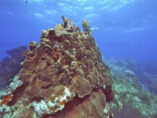 Great star coral (Orbicella faveolata) in clear water, ideal for divers, rich in marine life, dive site John Pennekamp Coral Reef State Park, Key Largo, Florida Keys, Florida, USA, North America