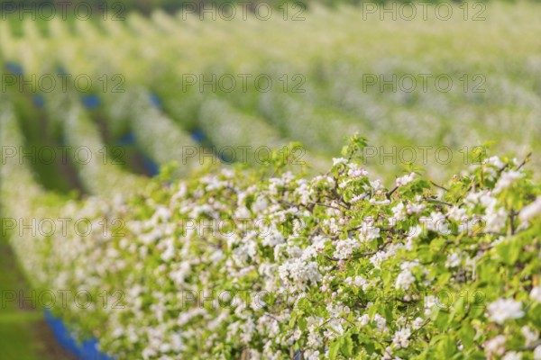 Orchards in bloom near Wittgensdorf in the Eastern Ore Mountains, Wittgensdorf, Saxony, Germany, Europe