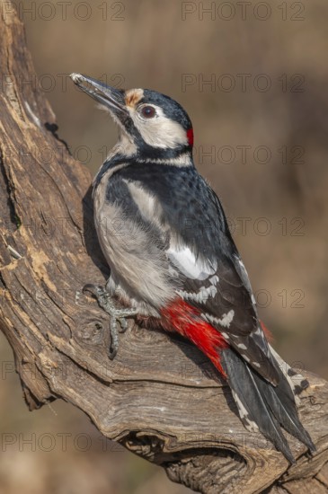 Great Spotted Woodpecker (Dendrocopos major) on a branch in the forest. Bas-Rhin, Alsace, Grand Est, France, Europe