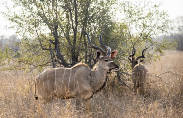 Greater Kudu (Tragelaphus strepsiceros) in dry grass, two adult males, Kruger National Park, South Africa, Africa