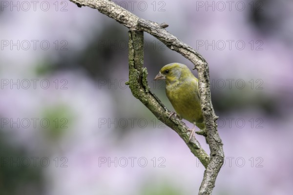 European greenfinch (Carduelis chloris), Emsland, Lower Saxony, Germany, Europe