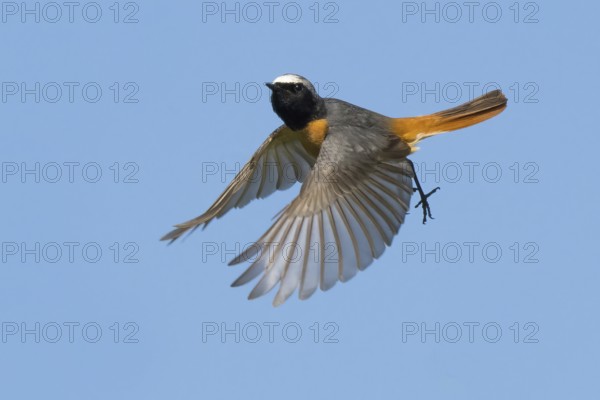 Dynamic view of a common redstart (Phoenicurus phoenicurus), male, in flight against a blue background, Hesse, Germany, Europe