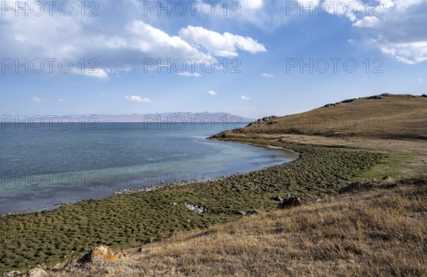 Meadow on the shore of Song Kul mountain lake, Naryn region, Kyrgyzstan, Asia