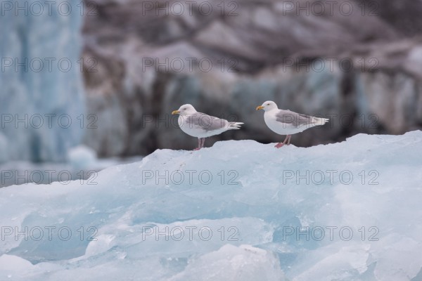 Glaucous gulls (Larus hyperboreus) on an iceberg, in the background edge of Monacobreen, Liefdefjord, Woodfjord area, Spitsbergen Island, Svalbard and Jan Mayen archipelago, Norway, Europe