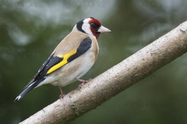 European goldfinch (Carduelis carduelis), Wales, Great Britain