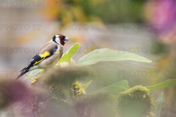 A goldfinch (Carduelis carduelis) sitting on a sunflower surrounded by colourful flowers and natural vegetation, Hesse, Germany, Europe