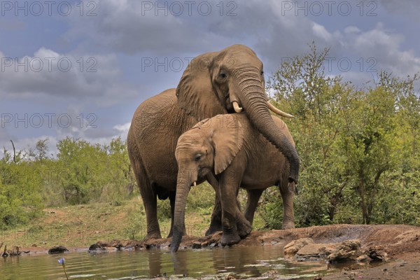 African elephant (Loxodonta africana), adult, bull, male, young animal, bull with young animal, social behaviour, at the water, drinking, Kruger National Park, Kruger National Park, South Africa, Africa