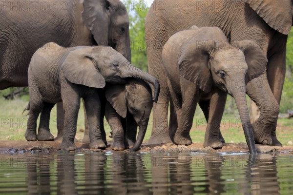 African elephant (Loxodonta africana), three young animals, at the water, drinking, group, Kruger National Park, Kruger National Park, South Africa, Africa