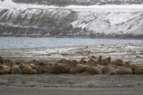 Walrus (Odobenus rosmarus), walrus, wintery headland Ardneset, Svalbard and Jan Mayen archipelago, Norway, Europe