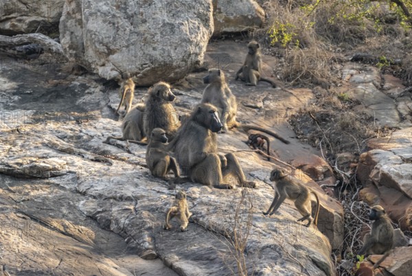 Herd of chacma baboons (Papio ursinus), animal family with adults and cubs, sitting on stones, Kruger National Park, South Africa, Africa