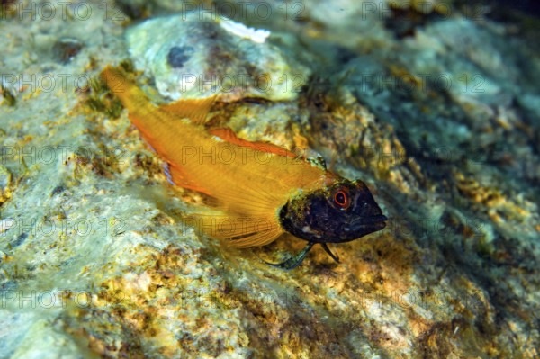 Male specimen of Tentacled Blenny (Tripterygion delaisi), Mediterranean Sea, Tyrrhenian Sea, Italy, Europe