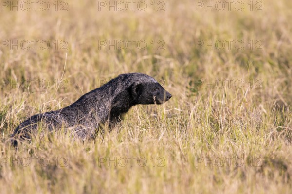 Africa, Botswana, Honey badger, (Mellivara capensis), Botswana, Botswana, Africa