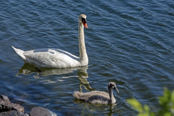 Swan with chicks, Kiel Canal, Projensdorf, Schleswig-Holstein, Germany, Europe