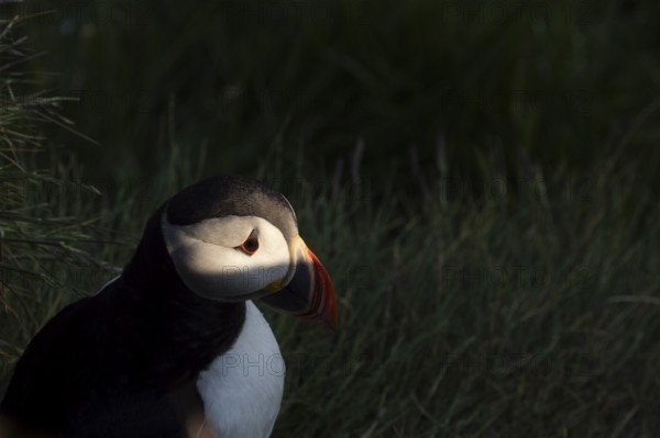 Puffin (Fratercula arctica), sitting in the spotlight, Runde Island, Møre og Romsdal, Norway, Europe