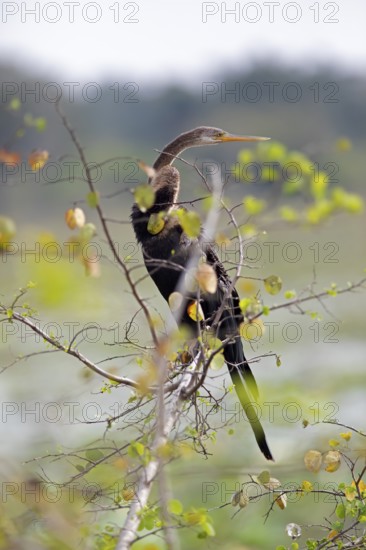 Darter (Anhingidae) on a branch in Yala Natioal Park, Southern Province, Sri Lanka, Asia