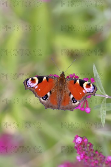 Peacock butterfly (Inachis io) sucking nectar on butterfly bush (Buddleja davidii), in a natural environment in the wild, close-up, wildlife, insects, butterflies, butterflies, Wilnsdorf, North Rhine-Westphalia, Germany, Europe