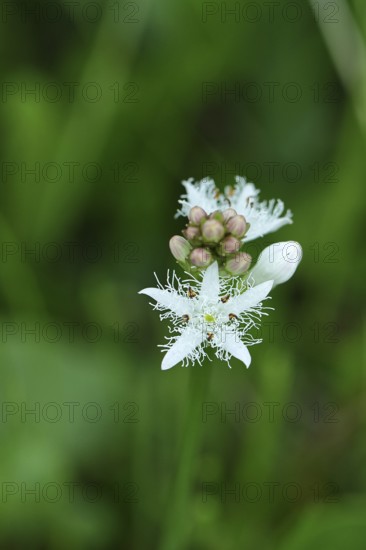 Menyanthes trifoliata or bitter clover, medicinal plant, close-up of a flower in a meadow, Wilnsdorf, North Rhine-Westphalia, Germany, Europe