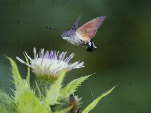 Hummingbird Hawk Moth (Macroglossum stellatarum), feeding on nectar from a Marsh thistle flower (Cirsium palustre), County Hessen, Germany, Europe