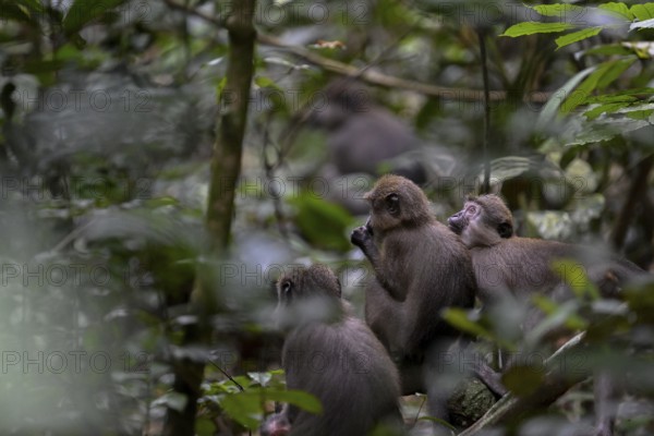 Olivet (Cercocebus agilis) near the Baï-Hokou, Dzanga-Ndoki National Park, Unesco World Heritage Site, Dzanga-Sangha Complex of Protected Areas (DSPAC), Sangha-Mbaéré Prefecture, Central African Republic, Africa