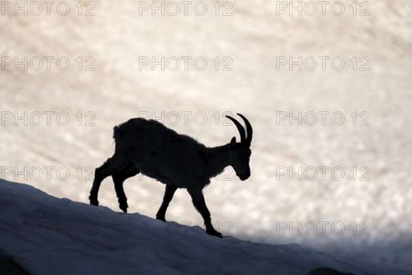 Alpine ibex (Capra ibex), silhouette in front of snowfield, Mont Blanc massif, Chamonix, France, Europe