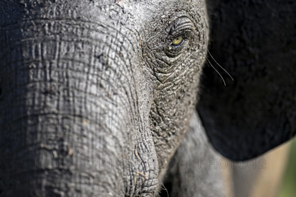 African forest elephant (Loxodonta cyclotis) in Loango National Park, Parc National de Loango, portrait, Ogooué-Maritime Province, Gabon, Africa