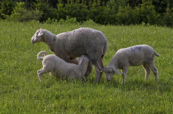 Lambs being suckled, young animals, sheep, flock of sheep, pasture, Römerstein, Swabian Alb biosphere reserve, Baden-Württemberg, Germany, Europe