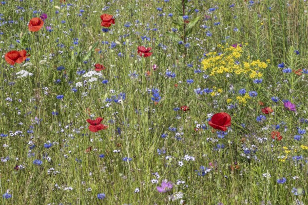 Flower meadow with poppy flower (Papaver rhoeas) and cornflowers (Centaurea cyanea), Emsland, Lower Saxony, Germany, Europe