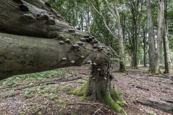 Tinder fungus (Fomes fomentarius) on bent copper beech (Fagus sylvatica), Emsland, Lower Saxony, Germany, Europe